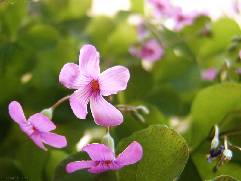 http://kurkotoff.narod.ru/fotos/Nature/flowers/dobroe_utro.jpg